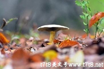 棵的组词有哪些（棵的组词有哪些呢一年级）